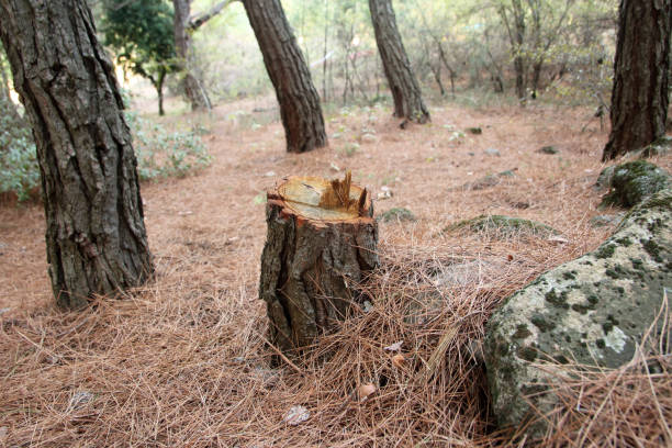 Wagon Wheel, AZ Tree Services Company