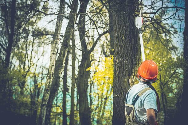 How Our Tree Care Process Works  in  Wagon Wheel, AZ